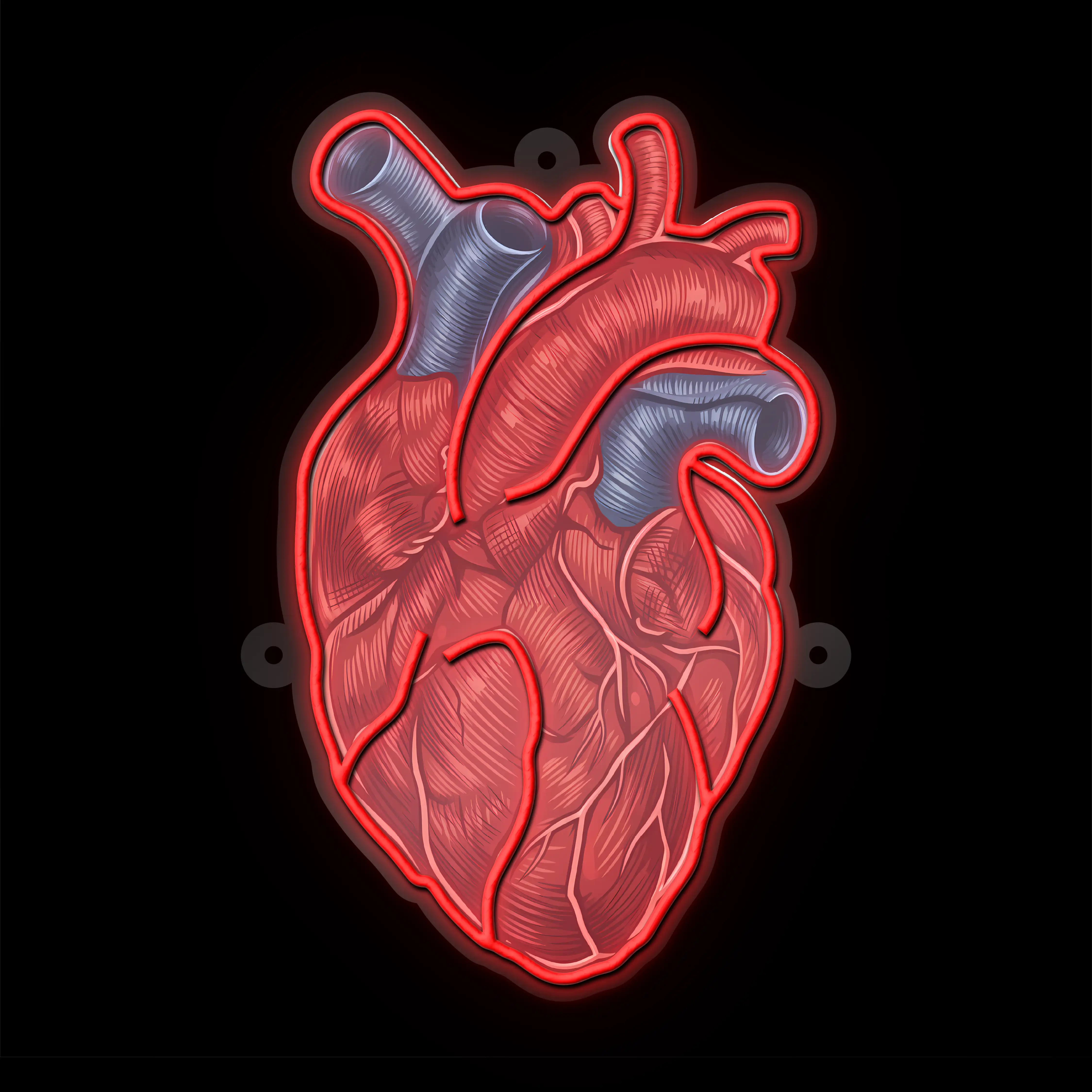 Human Heart thumbnail 2