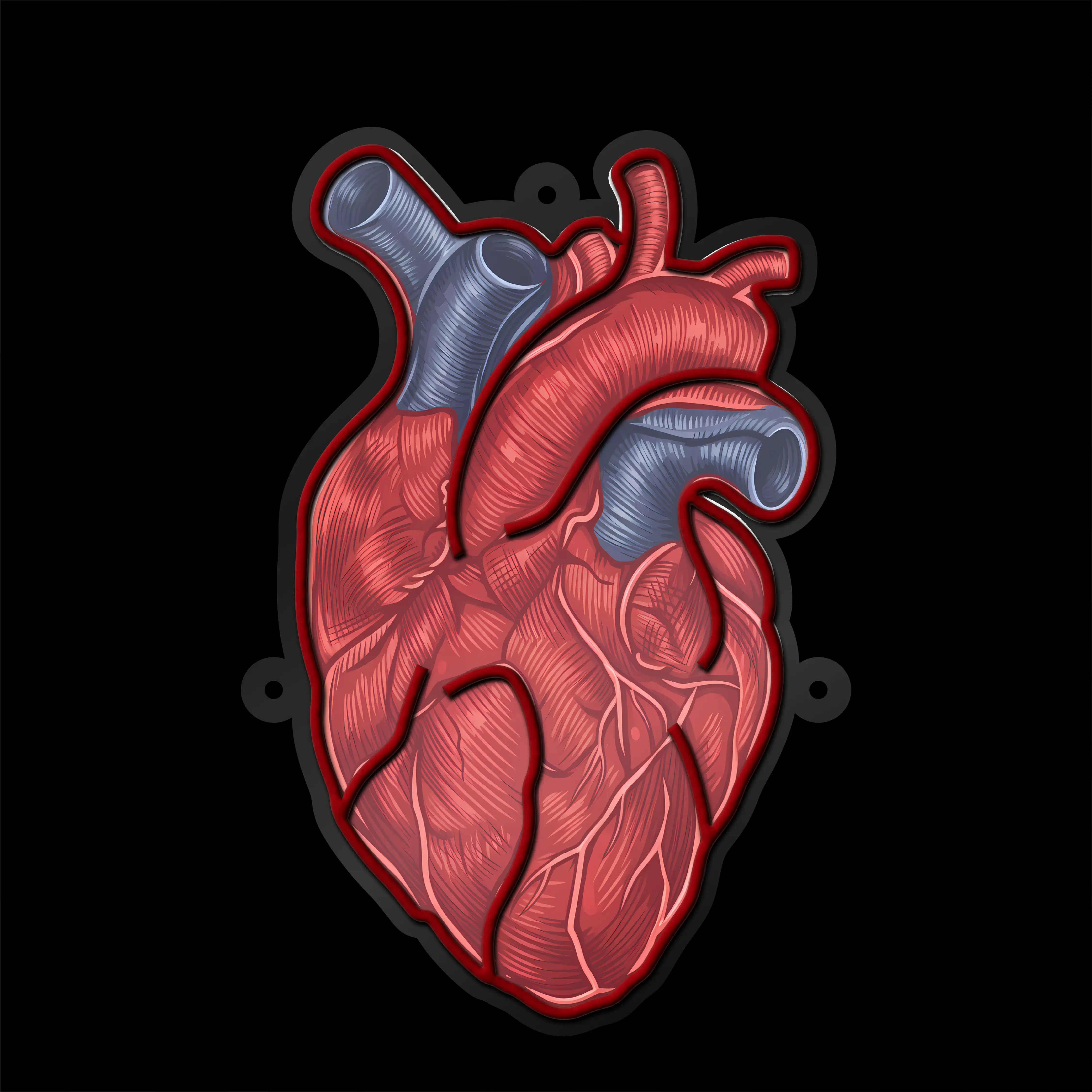 Human Heart